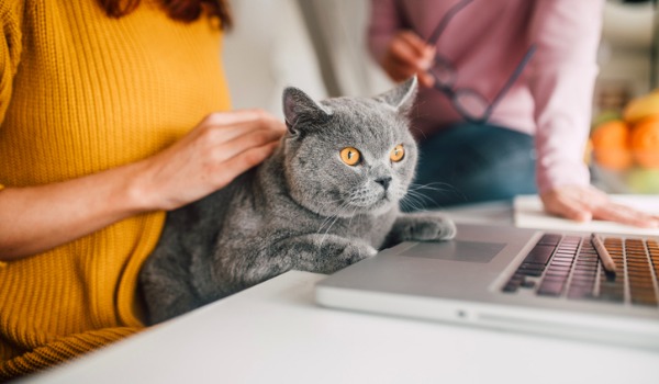 women-holding-cat-by-laptop-picture